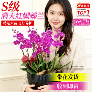 蝴蝶兰带花盆栽特大号花苗带花苞轻奢高级感双花剑四季 室内好养护