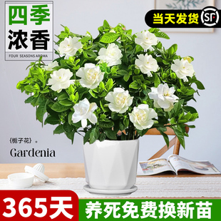 栀子花盆栽大苗浓香带花苞花卉植物办公室内阳台桌面四季 开花绿植