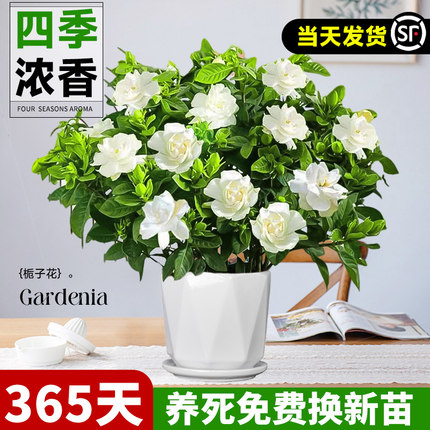 栀子花盆栽大苗浓香带花苞花卉植物办公室内阳台桌面好养易活绿植