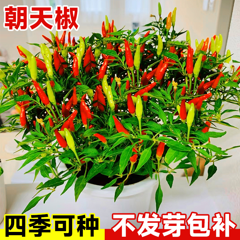 朝天椒四季可种指天椒大全小米辣