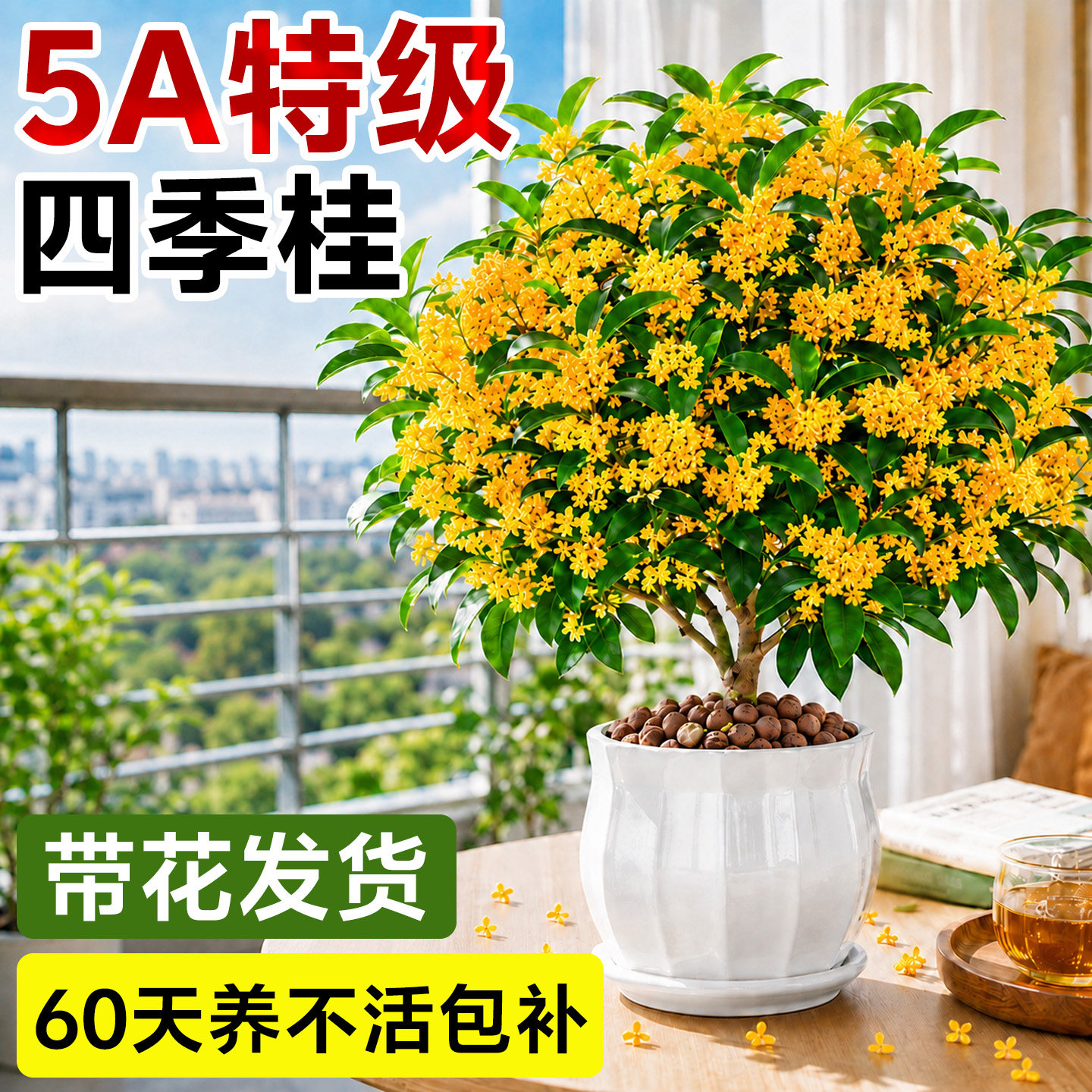 四季桂花盆栽爆花不断四季花期图片