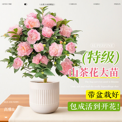 香妃山茶花盆栽四季植物浓香开花