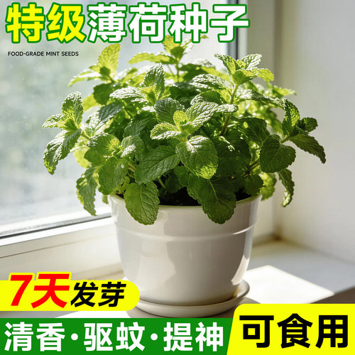 特级可食用薄荷种子驱蚊提神四季
