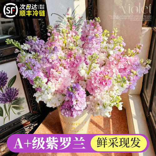 【A+级】紫罗兰鲜花鲜采现发