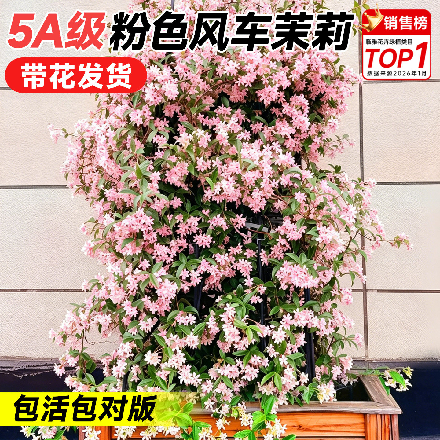 粉色风车茉莉爬藤植物大苗老桩四季好养活开花卉绿植室外庭院造景
