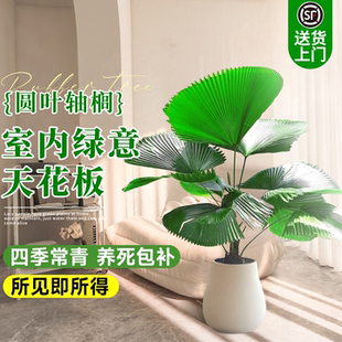 好养活 圆叶轴榈室内高级感大型绿植盆景盆栽落地大叶植物耐阴四季
