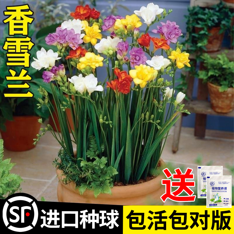 进口重瓣香雪兰种球带花苞浓香型