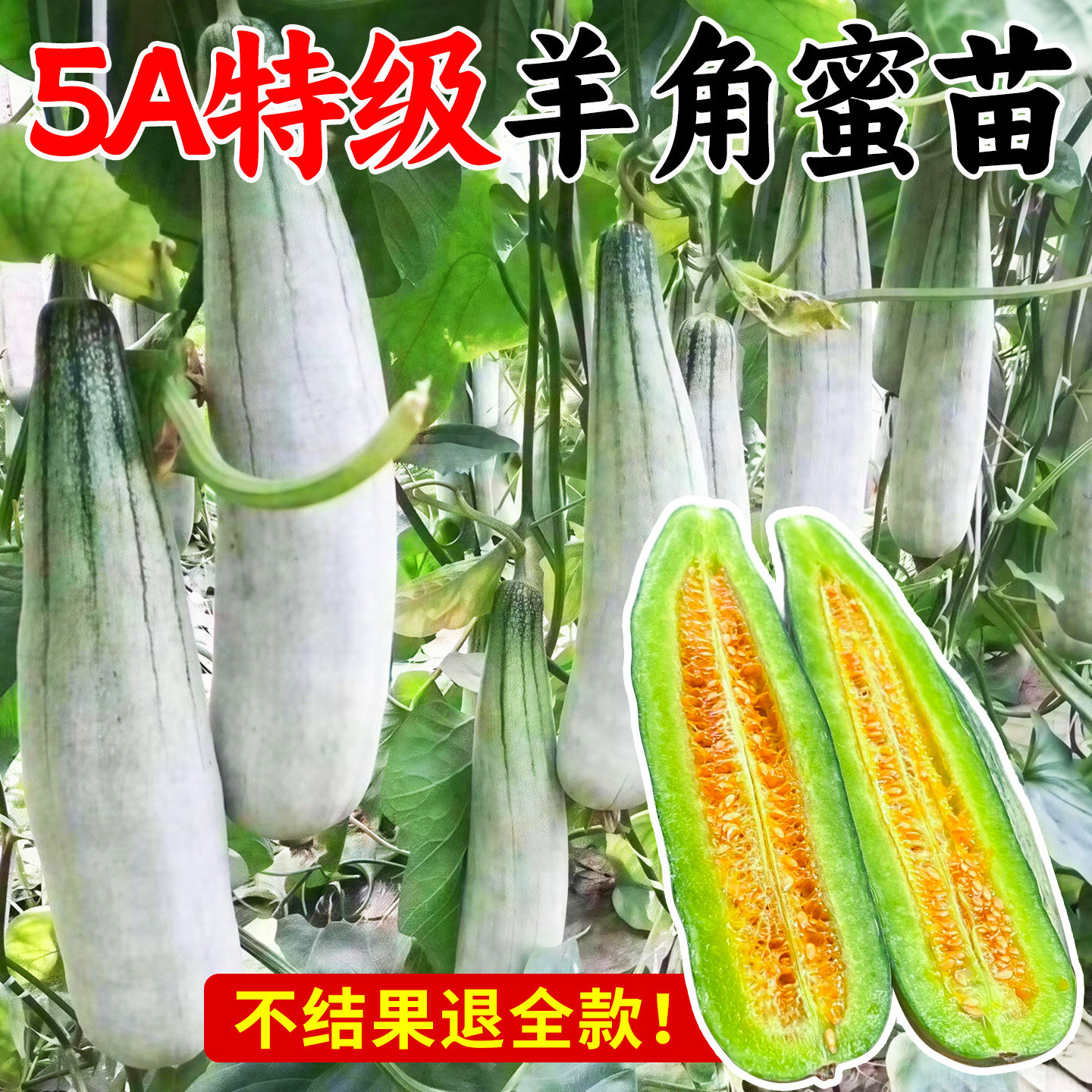 嫁接羊角蜜甜瓜秧苗超甜羊角脆酥薄洋皮阳台四季易种春播蔬菜瓜果