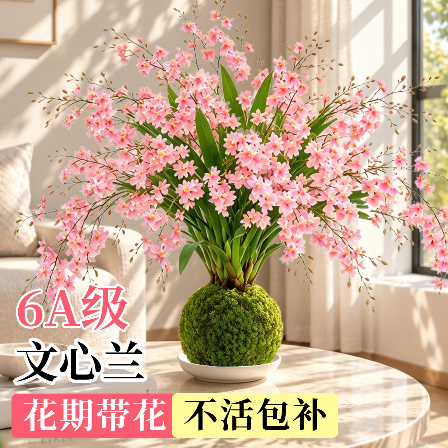 文心兰带花苞苔藓球香水梦香兰花桌面浓香型室内花卉绿植物好养苗