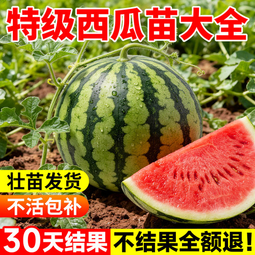 麒麟8424西瓜苗包结果30天吃西瓜