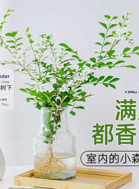 水培植物九里香盆栽桌面驱蚊绿植室内茉莉鲜花水养花卉懒人四季开
