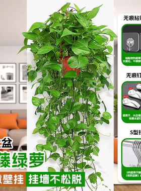 挂墙式绿萝盆栽四季常青有水就活