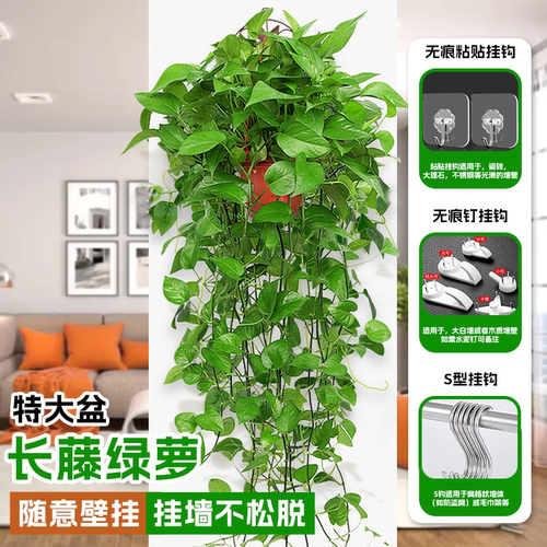 挂墙式绿萝盆栽四季常青有水就活