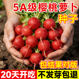 樱桃萝卜种子四季阳台通用各种蔬菜水果大全种籽盆栽高产菜籽种苗