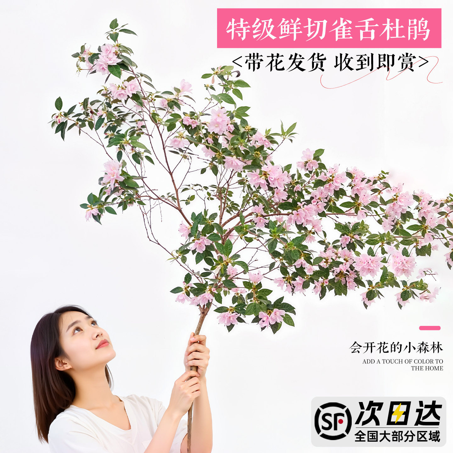 雀舌杜鹃水培云南鲜切绿植室内客厅四季枝条花卉植物室内花好养活