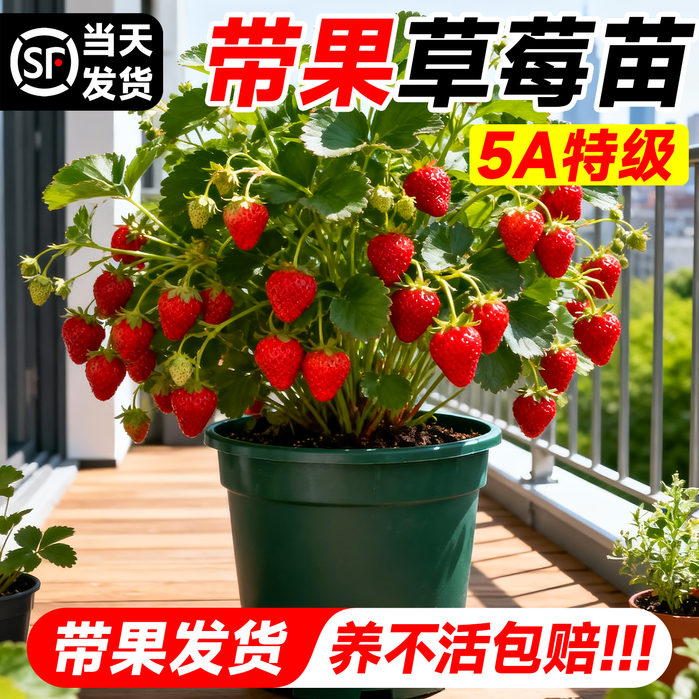 【带果发货】草莓大盆栽不活包赔
