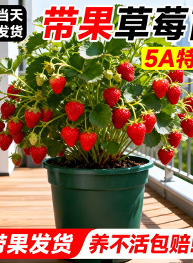 带果草莓苗盆栽高产特大号奶油苗秧玄玉四季结果庭院阳台批发新苗