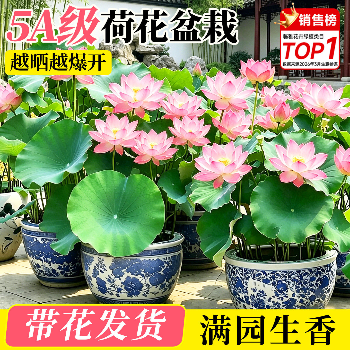 荷花盆栽水养带花苞观赏成品苗重瓣水培绿植花卉碗莲睡莲鱼缸造景