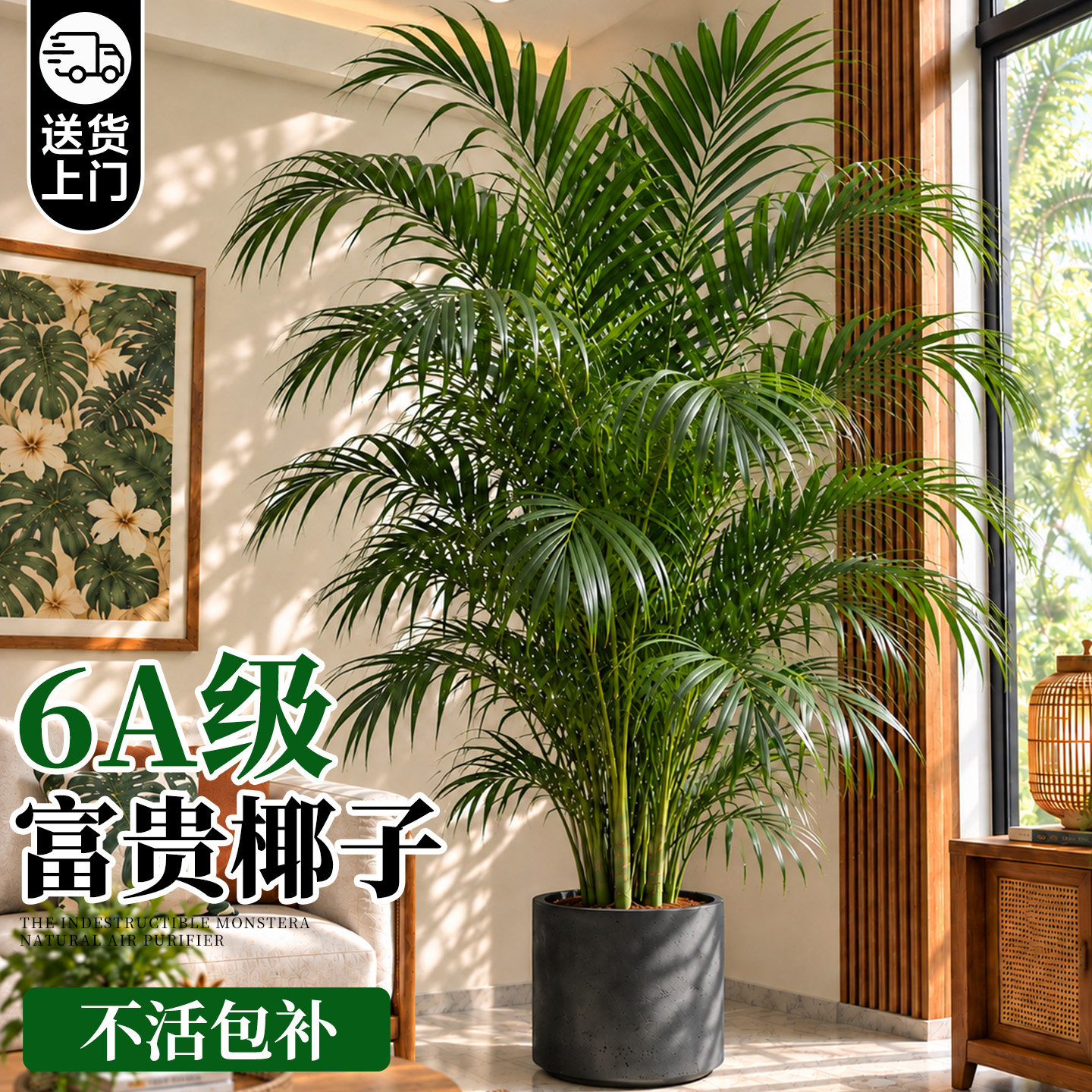 富贵椰子盆栽绿植客厅盆景室内散尾葵凤尾竹落地大型绿植物除甲醛