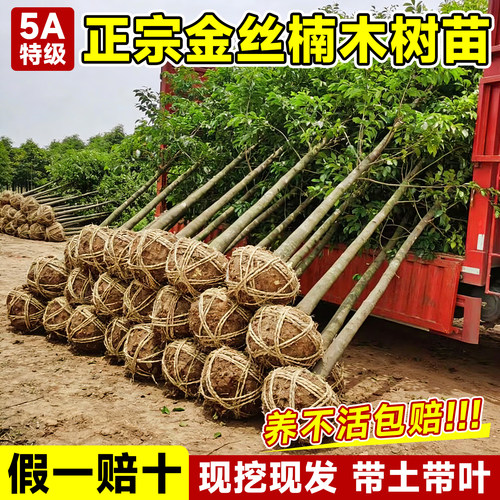 【包活包对版】正宗金丝楠木树苗