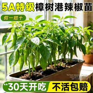 辣椒苗樟树港辣椒秧苗四季高产盆栽朝天椒小米辣椒蔬菜苗种籽种苗