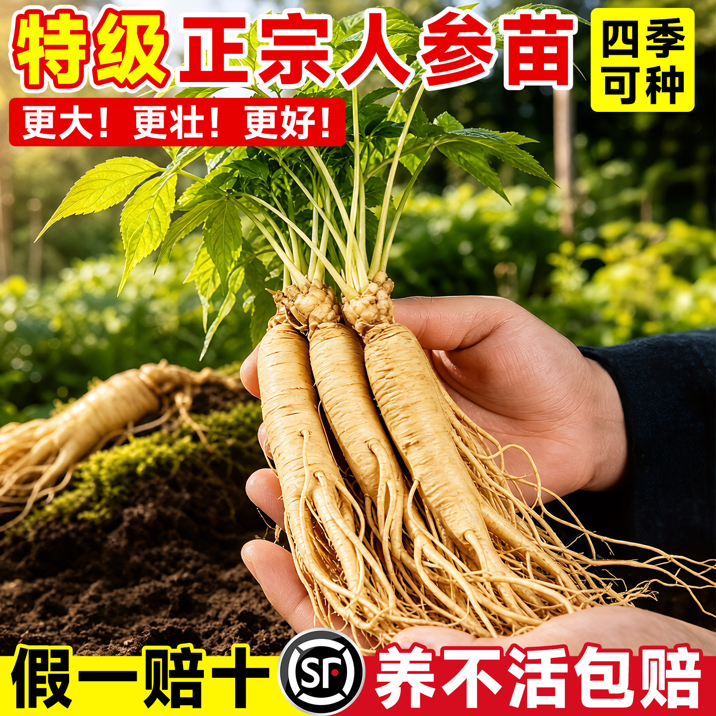 人参活苗盆栽人参苗带土长白山人参苗子种植带盆种苗野山人参幼苗