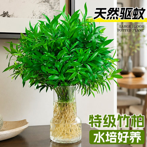 5A特级驱蚊竹柏绿植物四季常青