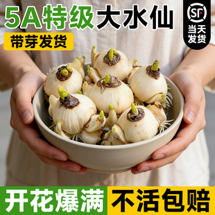 特大水仙花种球正宗漳州洋水仙重瓣球种水培带花苞盆栽室花卉植物