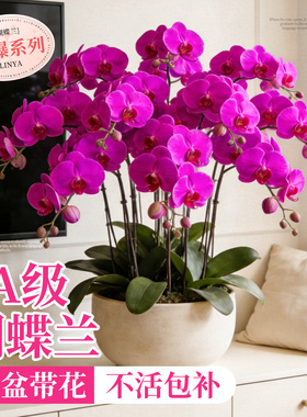 蝴蝶兰带花盆栽特大号客厅带花苞年宵花卉兰花大花型10支8株花苗