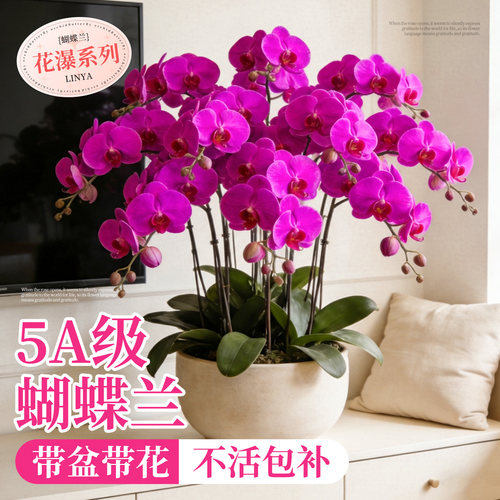 5A蝴蝶兰开花瀑布带花发不活包赔