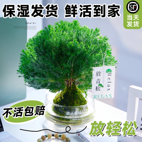 雾凇苔藓球四季室内水培绿植好养