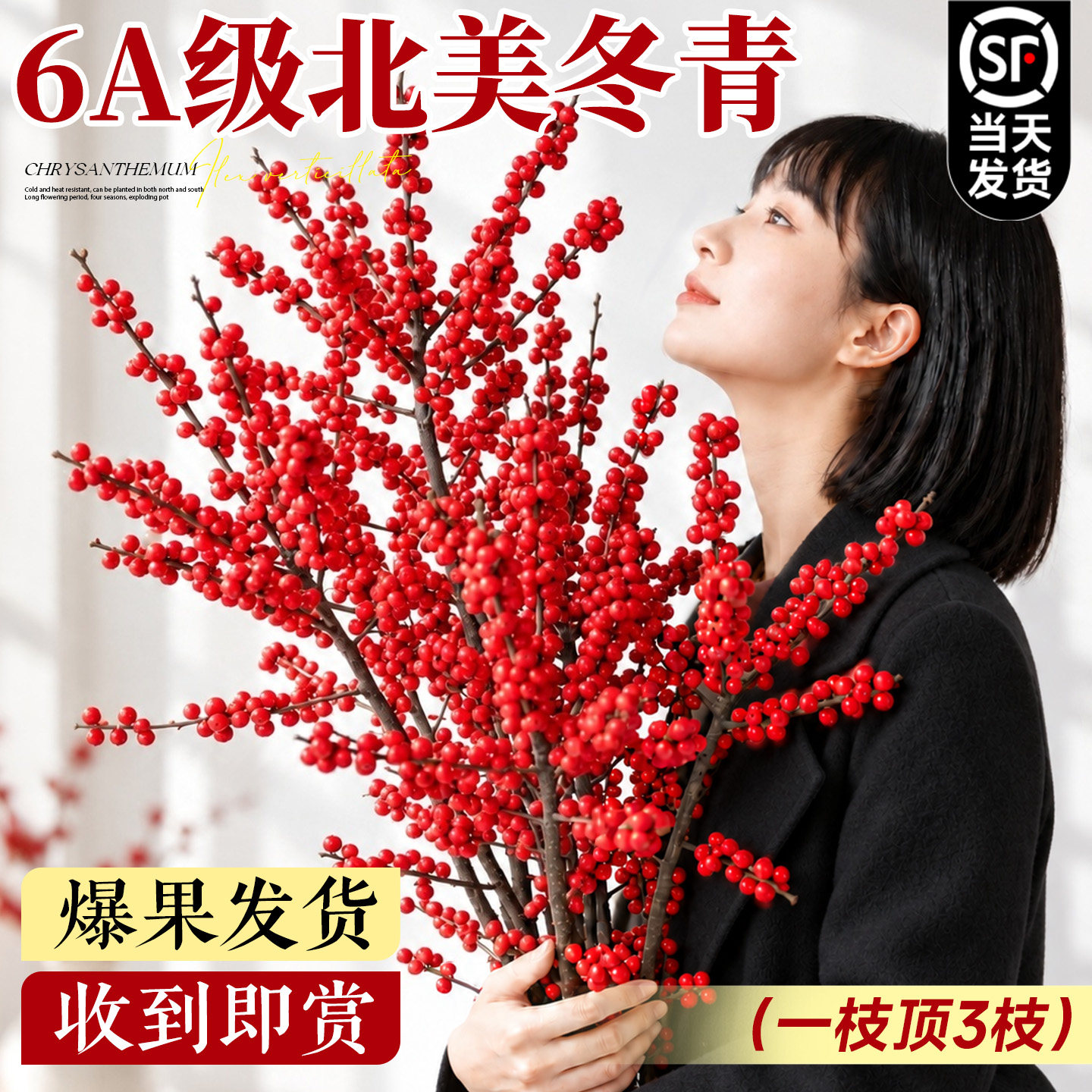 北美冬青红果鲜切枝现采现发真鲜花水养春节年宵花卉客厅插瓶装饰