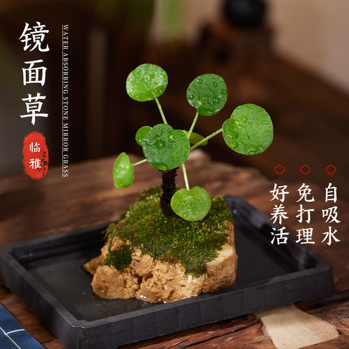 吸水石镜面草盆栽水培植物盆景