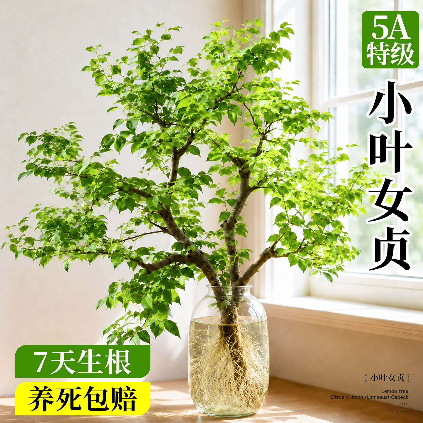 【水培小叶女贞】5A特级7天生根图片