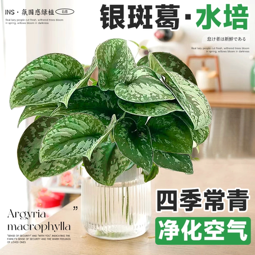 大叶小叶银斑葛水培垂吊植物绿萝长藤款盆栽室内四季好养观叶绿植
