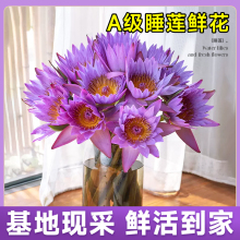 顺丰包邮睡莲鲜花水培植物插花带花苞鲜切花室内好养花束四季花材