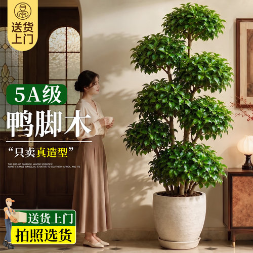 5A级鸭脚木造型升级不活包补