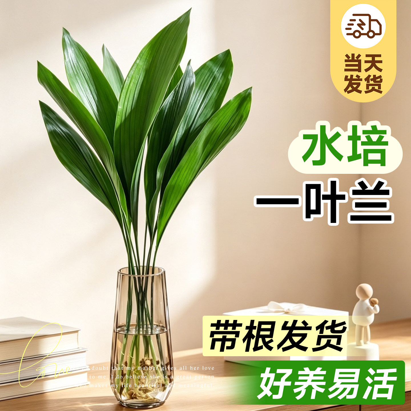一叶兰水培植物盆栽室内好养无土纯水培绿植花卉桌面大叶清新空气