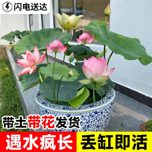 带花苞荷花苗入缸即活浇水疯长