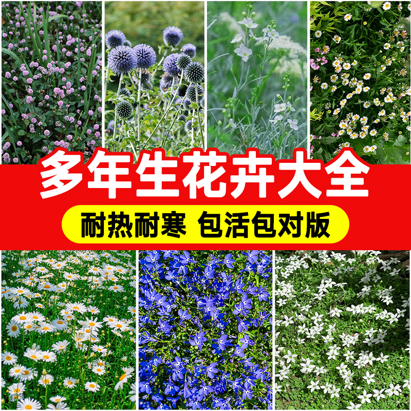 多年生耐寒鲜花盆栽庭院四季开花时令草本花卉大全室外植物好养活