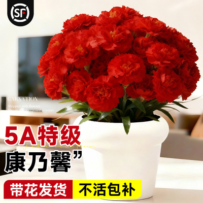 5A特级康乃馨盆栽带花发货包对版
