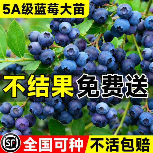 【5A级特大苗】当季结果不活包赔