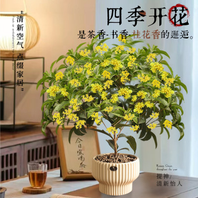 四季桂花盆栽树苗浓香型新中式盆景矮桩绿植桌面办公室内盆栽植物