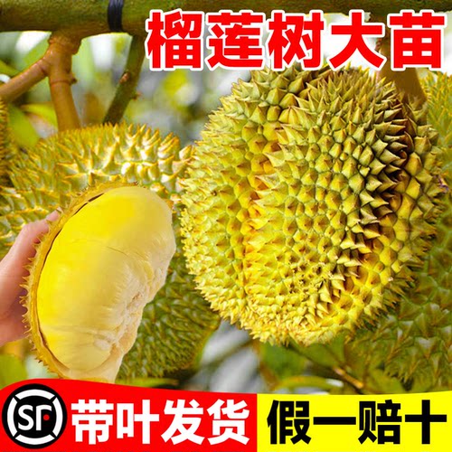 正宗榴莲树苗南北方四季当年结果