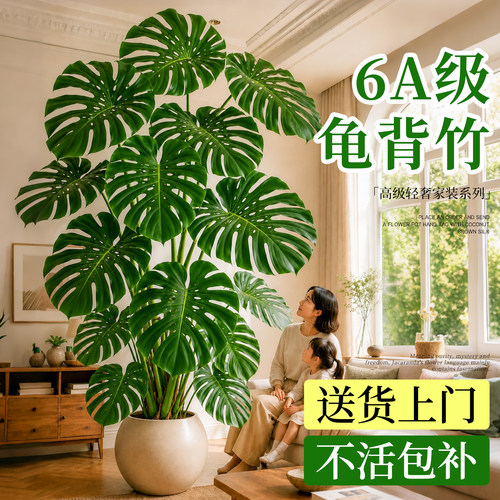 【大叶开背】6A级龟背竹送货上门