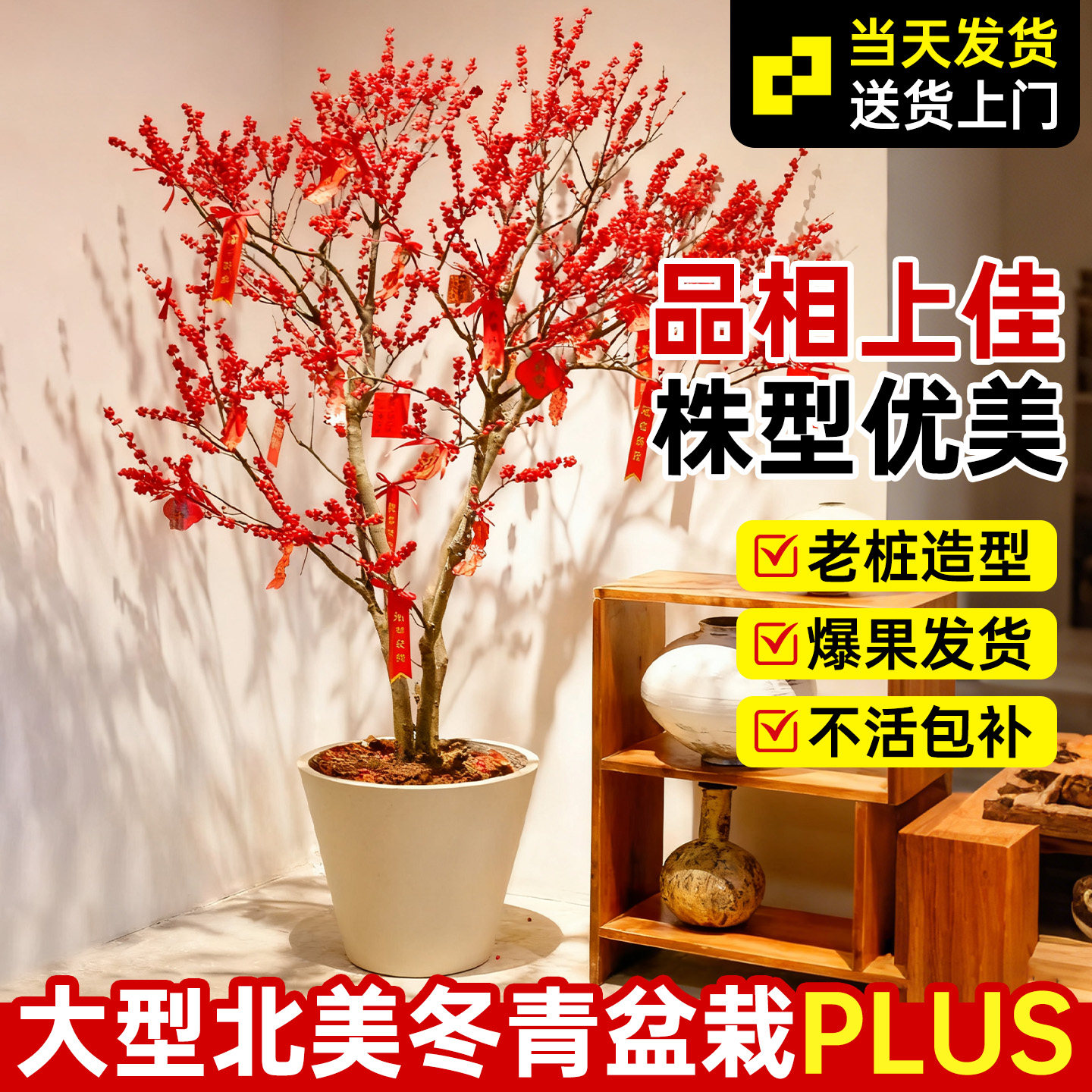 北美冬青带果盆栽室内大型绿植客厅耐寒年宵花卉植物老桩树苗盆景,鲜花速递/花卉仿真/绿植园艺,大型绿植/成品组合盆栽,淘宝优惠券,粉丝福利购,淘宝优惠卷