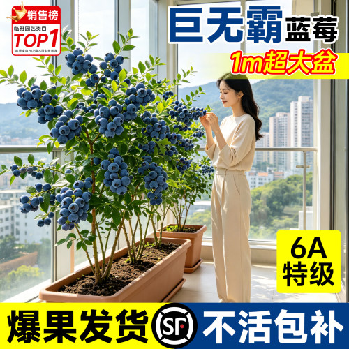 【爆果发货】1米特大蓝莓苗盆栽