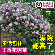 丁香花树苗四季花卉耐寒庭院地栽盆栽欧洲紫白色丛生浓香别墅大树