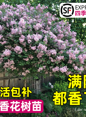 丁香花树苗四季花卉耐寒庭院地栽盆栽欧洲紫白色丛生浓香别墅大树