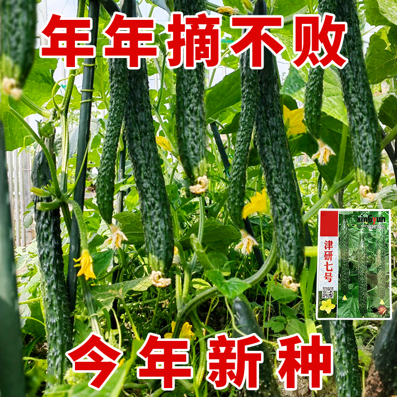 【新种子】津研七号秋黄瓜种籽